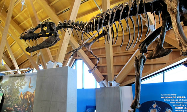 j currie dinosaur museum