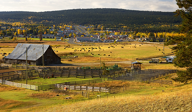 an old ranch with cattle in a meadow