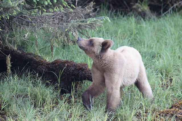 A blond bear in a sedge meadow of the Khutzeymateen Grizzly Sanctuary 