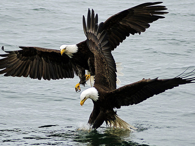 Two bald eagles swooping down and catching fish from the ocean