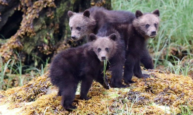 Three bear cubs looking over their shoulders towards the camera in the Khutzeymateen Grizzly Sanctuary