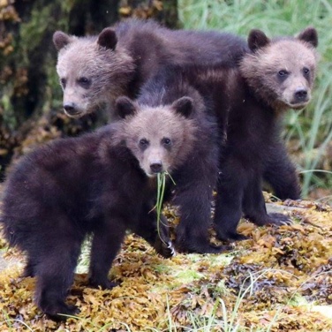 Three bear cubs looking over their shoulders towards the camera in the Khutzeymateen Grizzly Sanctuary