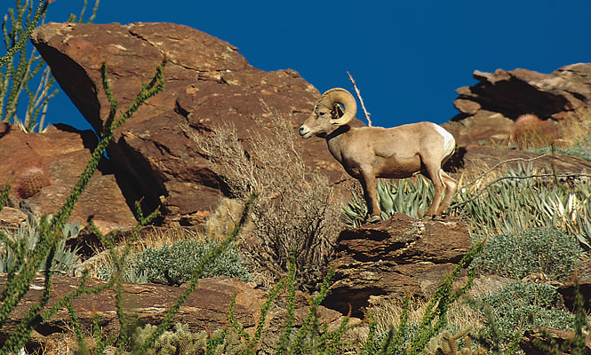 Bighorn sheep in the desert