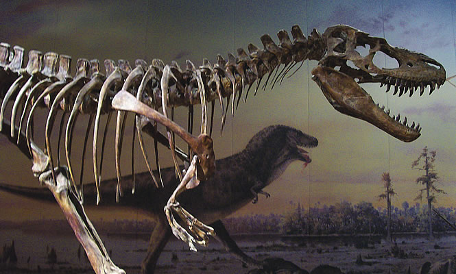 dinosaur skeleton in Drumheller museum