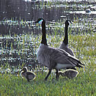 Canada geese and their goslings at Elizabeth Lake in Cranbrook, BC