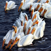 A group of white pelicans cluster together on dark blue water at Last Mountain Lake Wildlife Area and Migratory Bird Sanctuary.