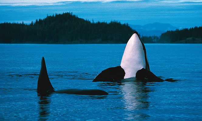 whales in the ocean