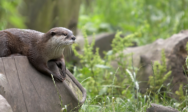 A wild otter relaxes in its natural habitat.