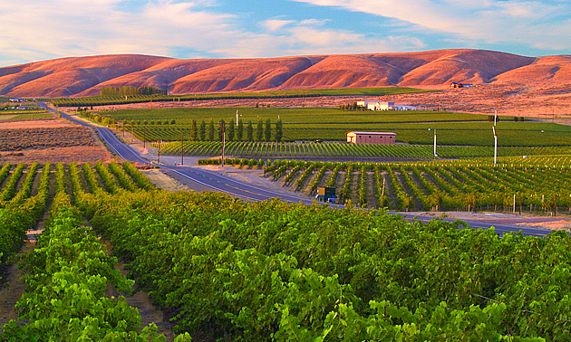 Wineries in the Tri-Cities Washington, USA