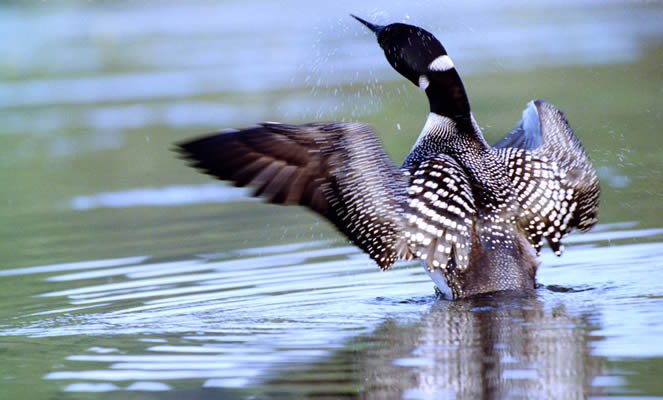 loon in the water