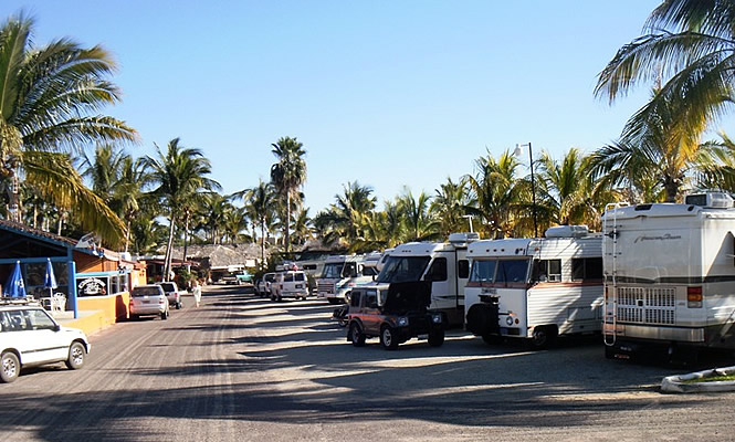 RVs parked by palm trees