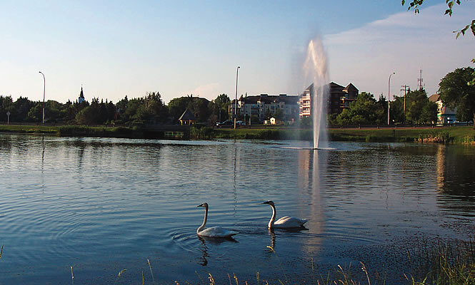 swans swimming in a lake, around one of the camping spots near Camrose, AB