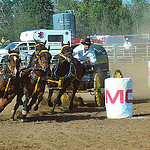 Perle's husband Len racing. They belong to the All Pro Chuckwagon and Chariot Association's Taste the Dust Pro Tour.