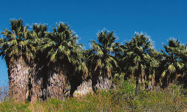 palm trees on a golf course in Coachella Valley Preserve