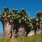 palm trees on a golf course in Coachella Valley Preserve