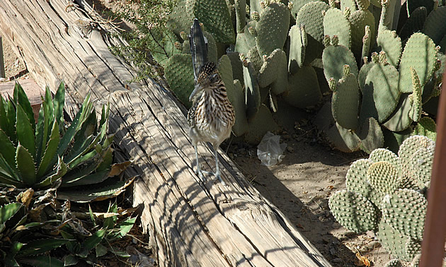 roadrunner on a log in Florence, Arizona