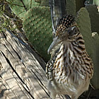 roadrunner on a log in Florence, Arizona