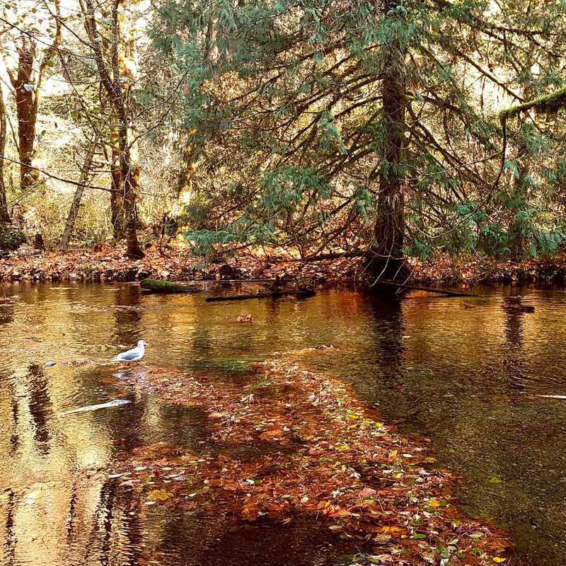 Goldstream campground 