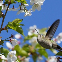 A hummingbird hovering around a cherry blossom.