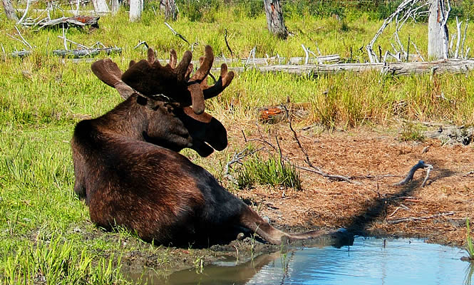 moose resting by a pond