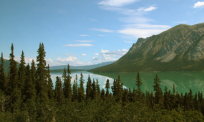 trees around a lake