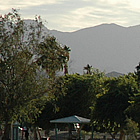 lake with palm trees and other greenery