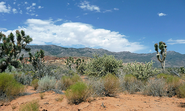 shrubs and trees in the desert near Mesquite, Nevada