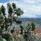 shrubs and trees in the desert near Mesquite, Nevada