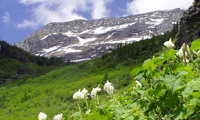 mountains and wildflowers in national park