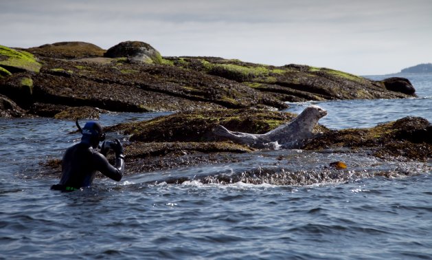 A diver gets up close and personal with a seal