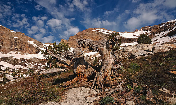 Mountains and a dead tree