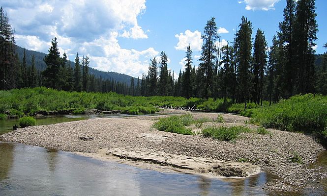 forest and water area