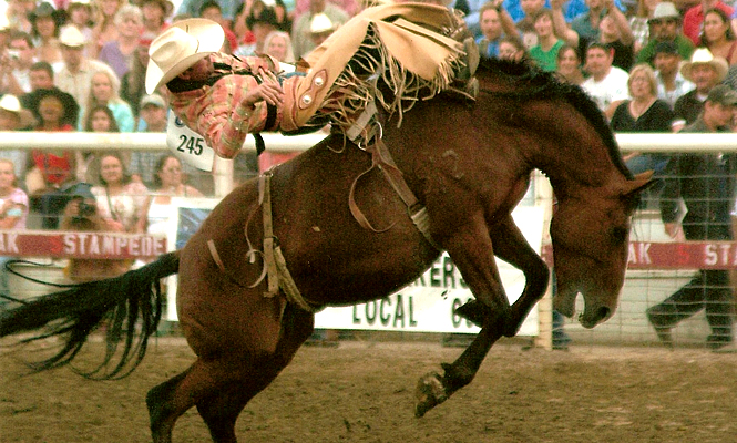 cowboy riding a bucking horse