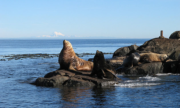 seals on the beach in Pedder Bay, BC