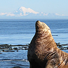 seals on the beach in Pedder Bay, BC