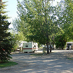 treed campground