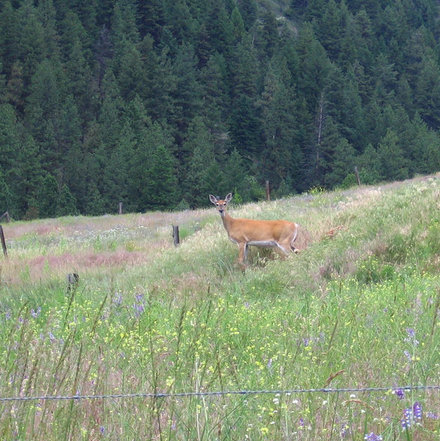 Deer in the meadow 