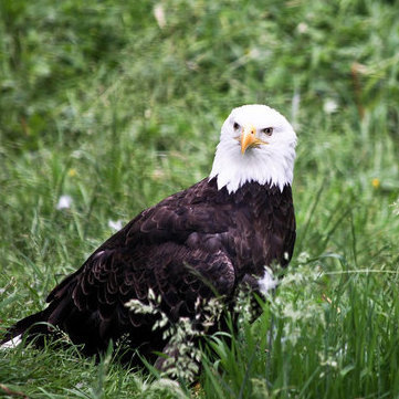 Check out the Greater Vancouver Zoo while camping in Aldergrove.