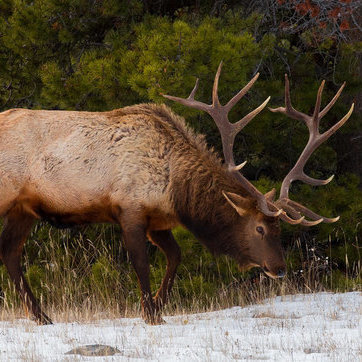 Elk are among the most majestic creatures you can see while camping in Alberta.