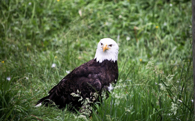 Check out the Greater Vancouver Zoo while camping in Aldergrove.