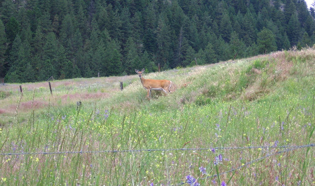 Deer in the meadow 