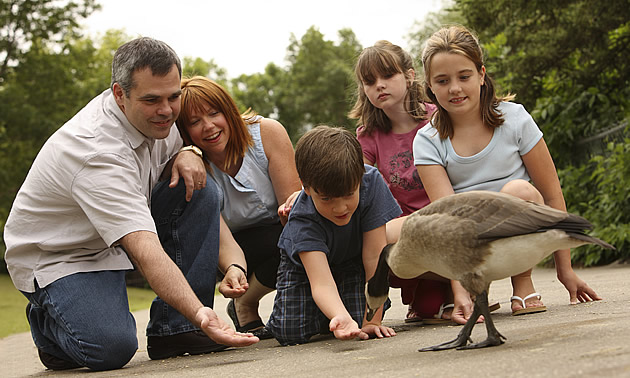 Goose being fed by three kids and two adults