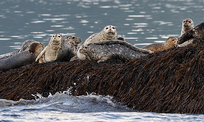 seals on a kelp bed