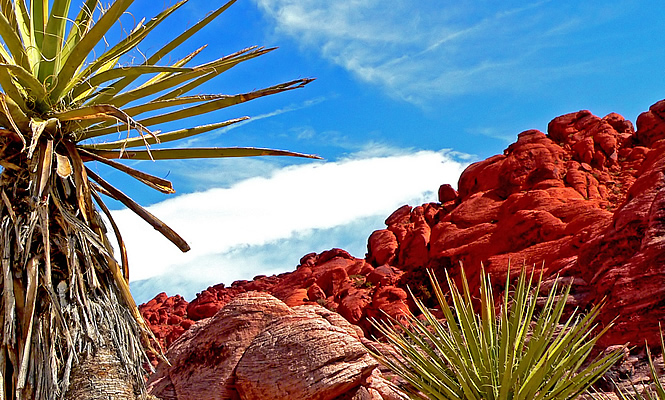 Red rocks and plants