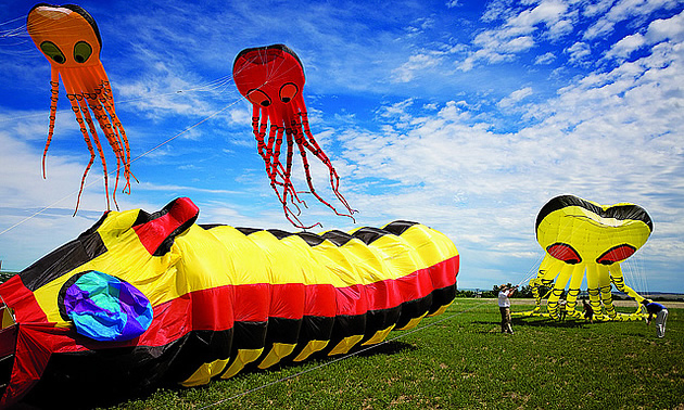 kites being flown at the Windscape Kite Festival