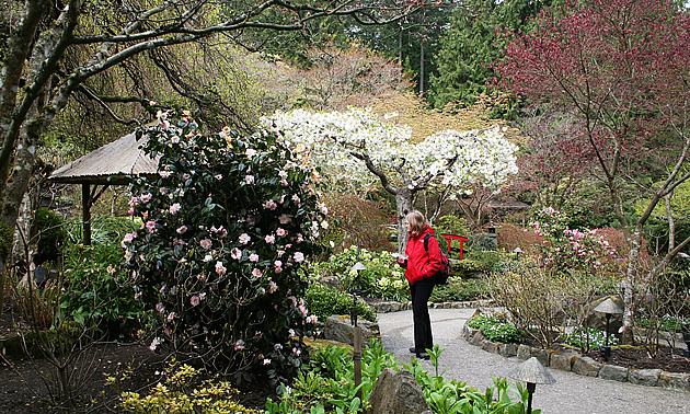 woman standing in front of a garden area, looking at tea roses