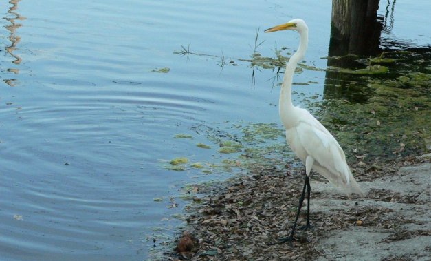 wildlife in Okeechobee