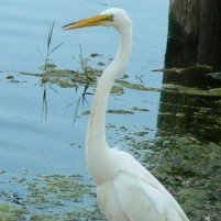 wildlife in Okeechobee